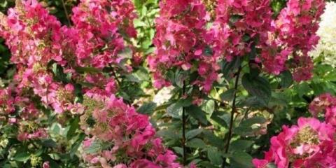 Hydrangea paniculata magical vesuvio: opis, reprodukcija, fotografije, recenzije